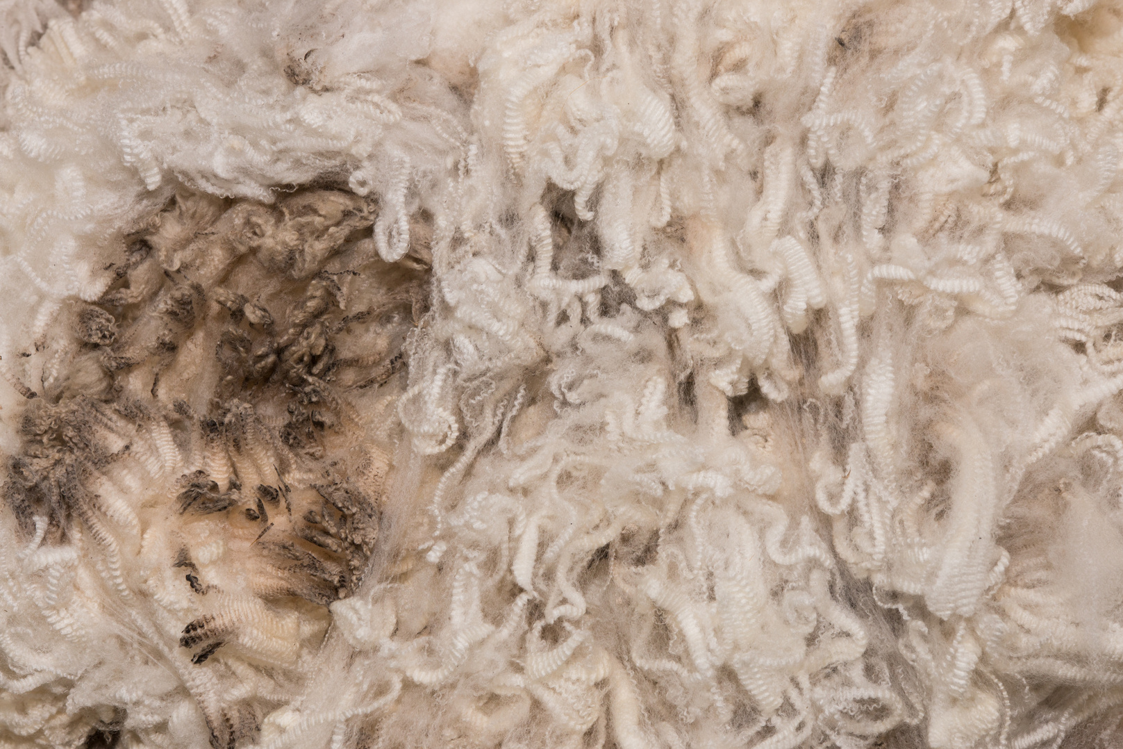 Pile of unprocessed high quality merino wool